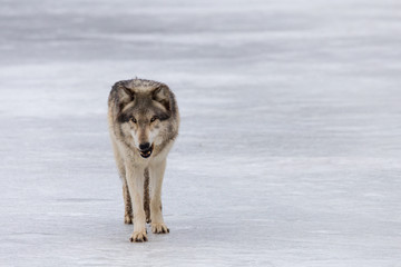 A wolf on a frozen lake in winter
