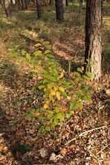 Jesień_3 © Arkadiusz