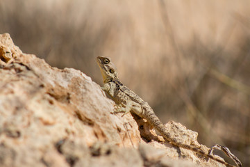 Naklejka na ściany i meble Stellagama is a monotypic genus of agamid lizard, containing the single species Stellagama stellio, also known as the starred agama or the roughtail rock agama.