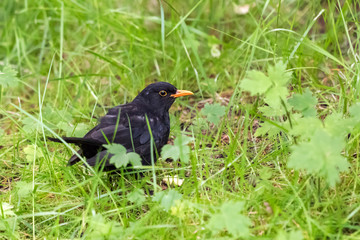 A Blackbird Turdus merula on the grass in the Vidarlundin park in Faroe Island, Denmark.