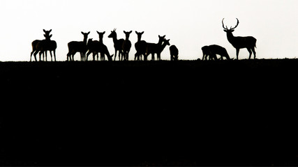 Fallow Deer, Dama dama, buck with antlers and its herd in silhouette on a Romanian field