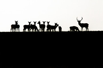 Fallow Deer, Dama dama, buck with antlers and its herd in silhouette on a Romanian field