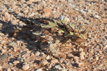 Thorny devil reptile
