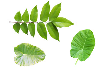 Green leaves in isolated white background,Clipping path