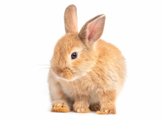 Red-brown cute baby rabbit isolated on white background. Lovely action of young brown rabbit.