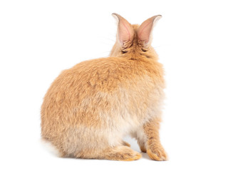 Naklejka premium Backside of red-brown rabbit isolated on white background. Lovely action of young brown rabbit.