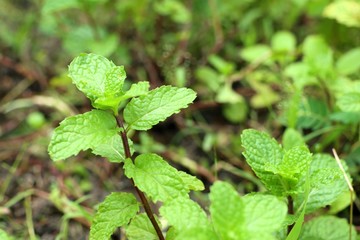 Peppermint plant in the nature
