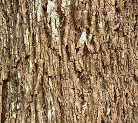 The outer shell of the tree,texture bark