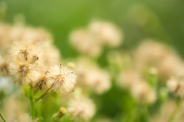 Meadow grass in nature and blur blackground,copy space