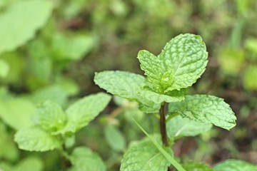 Peppermint plant in the nature