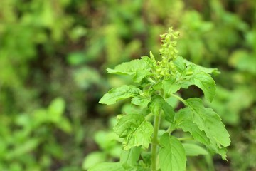 basil plant in the nature