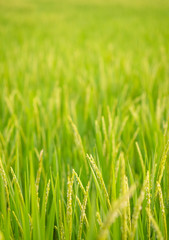 Rice in field conversion test at North Thailand,rice yellow color,Close up grain,abstract nature
