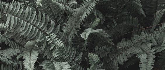 Naklejka na ściany i meble tropical leaves in nature,Dark moody green ,foliage natural background