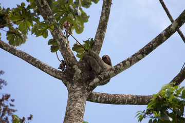 Faultier auf Baum