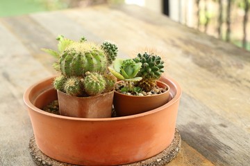 Beautiful small cactus for decoration