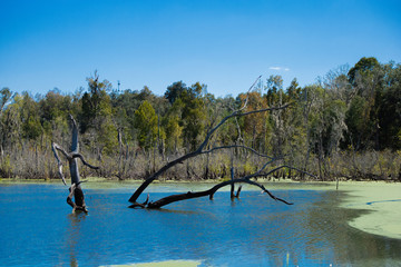 Fototapeta premium Trees and cattails surround a calm lake with a dead tree in the middle of it.