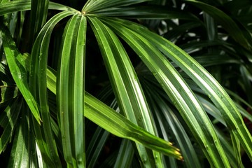 Green leaves in the tropical