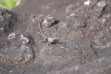 lizard on rock