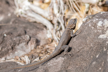 lizard on a rock