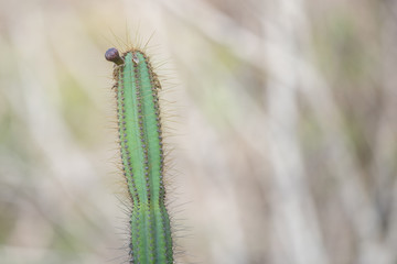 caterpillar on a leaf