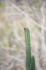 caterpillar on leaf