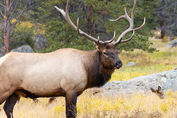 Elk Herd on a Beautiful Rocky Mountain Evening