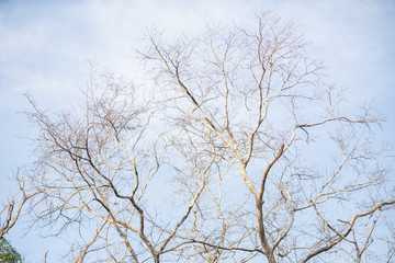 Obraz premium tree in winter