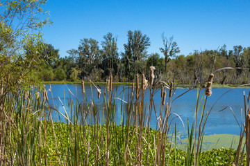 Cattails in focus in the foreground with a calm lake in the background.