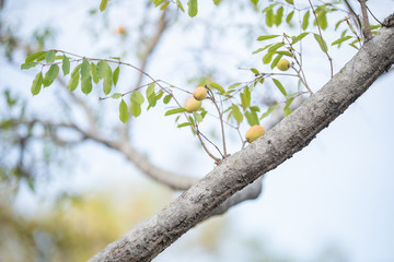 branch of a tree in spring