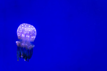 A small jellyfish in an aquarium