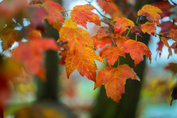 Closeup view of yellow tree leaves on twigs in autumn floral autumn scene.