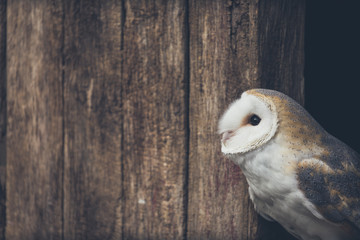 A barn owl against barn wood