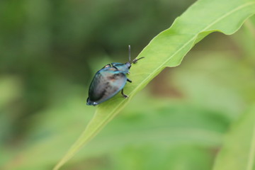 Fototapeta premium besouro chapeu