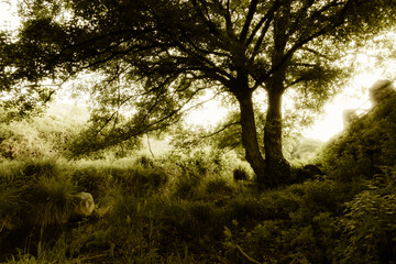 Sunset in the forest. Light is filtering thru the leafs