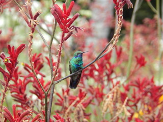 hummingbird on flower