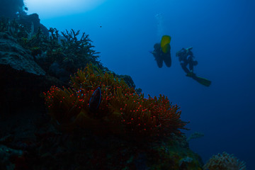 Fototapeta na wymiar Two scuba divers swim deep underwater and passed vivid red glowing anemone coral