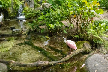 Roseate spoonbill bird grooming itself   