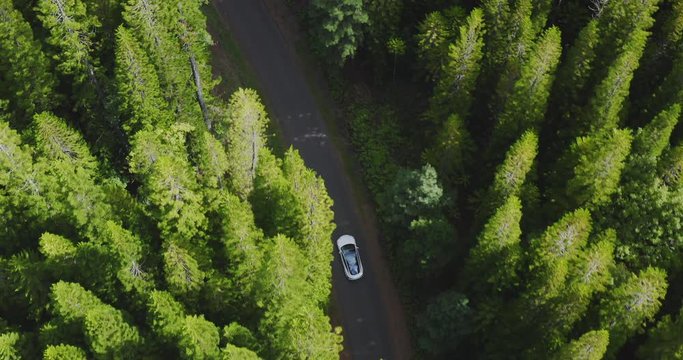 Aerial view of a modern white sedan car driving on a road surrounded by green forest pine trees, driving through a forest on a country road, green sustainable future concept