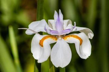 White iris