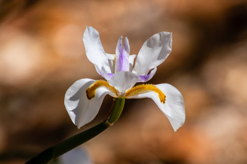 White iris