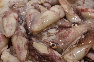 Fresh squids on the fish market counter.