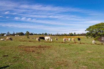 Cows in a pasture