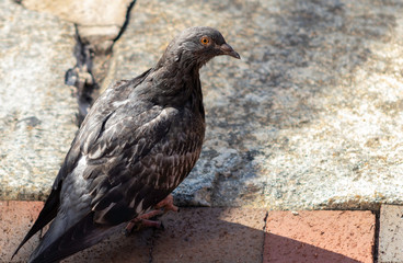 Feral pigeon