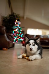 Fototapeta na wymiar Christmas Pomsky Puppy playing with Candy Cane Bone