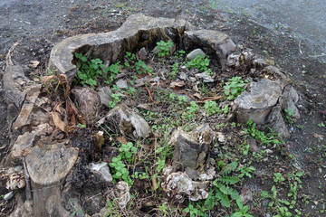 公園の切り株と植物
