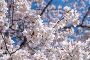 Cherry blooms
