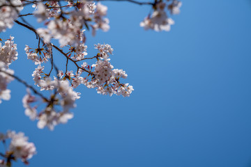 Cherry blooms