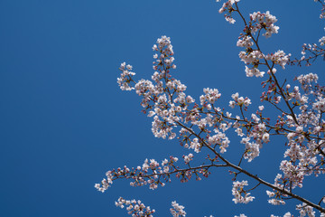 Cherry blooms
