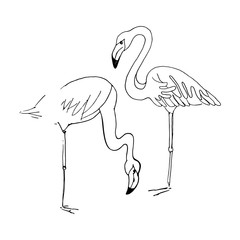 Flamingo. Vector hand drawn sketch illustration on white background.