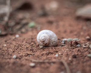 muerte en el desierto